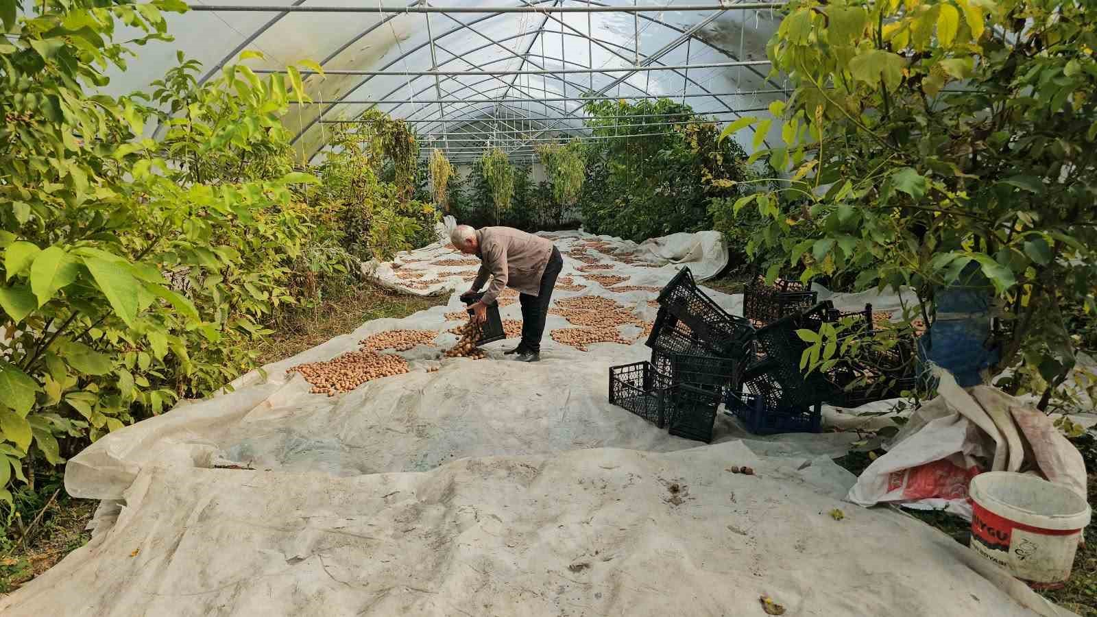 Tescilli Adilcevaz cevizinde hasat mesaisi devam ediyor