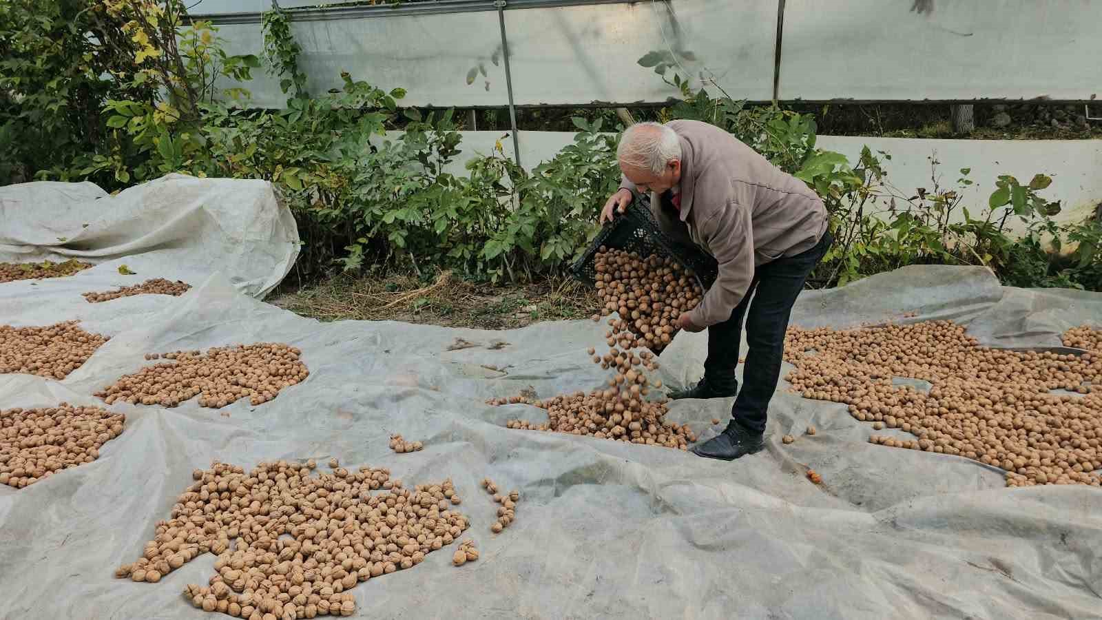 Tescilli Adilcevaz cevizinde hasat mesaisi devam ediyor