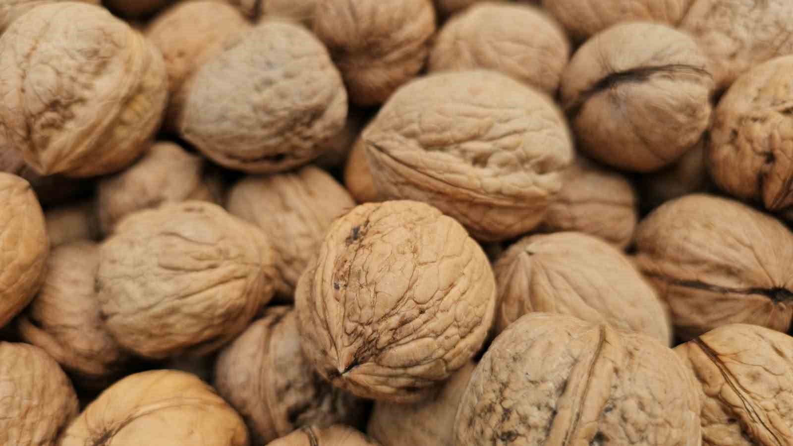 Tescilli Adilcevaz cevizinde hasat mesaisi devam ediyor