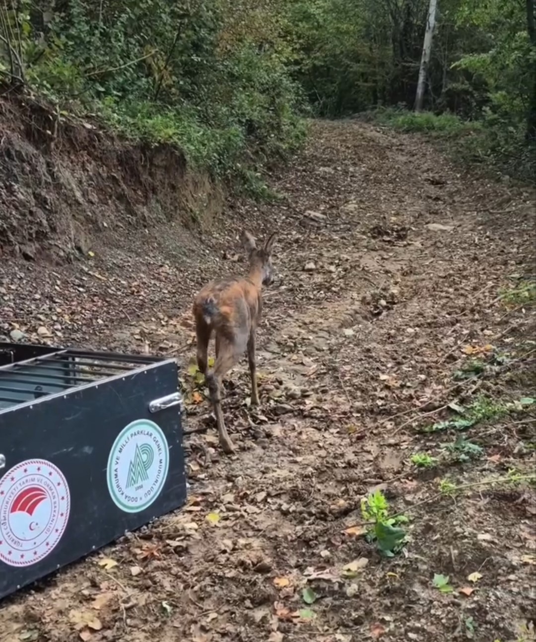 Tedavisi tamamlanan karaca doğal yaşam alanına salındı