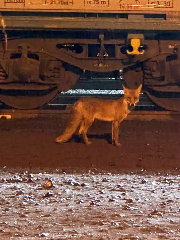 Muratlı’da tilki hareketliliği: Tren istasyonu yakınında görüldü