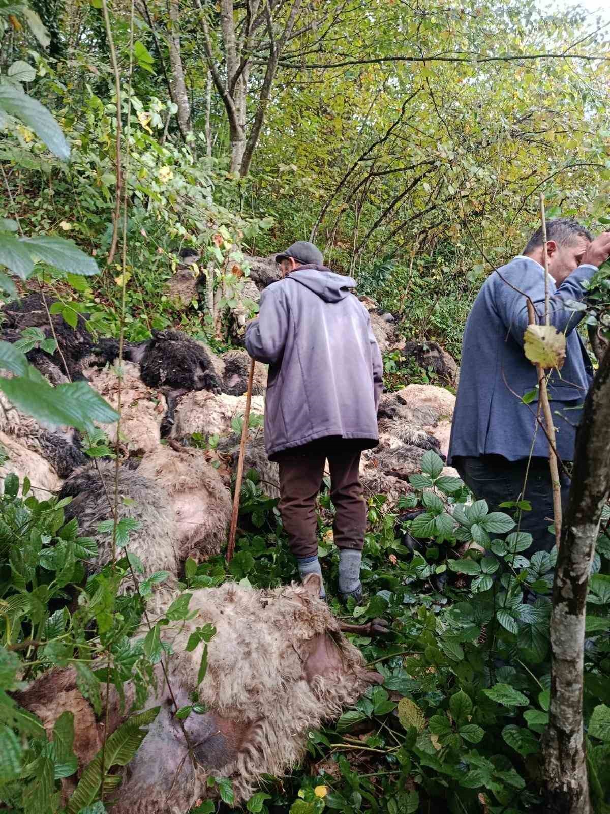 Trabzon’da 184 koyun uçurumdan yuvarlanarak telef oldu