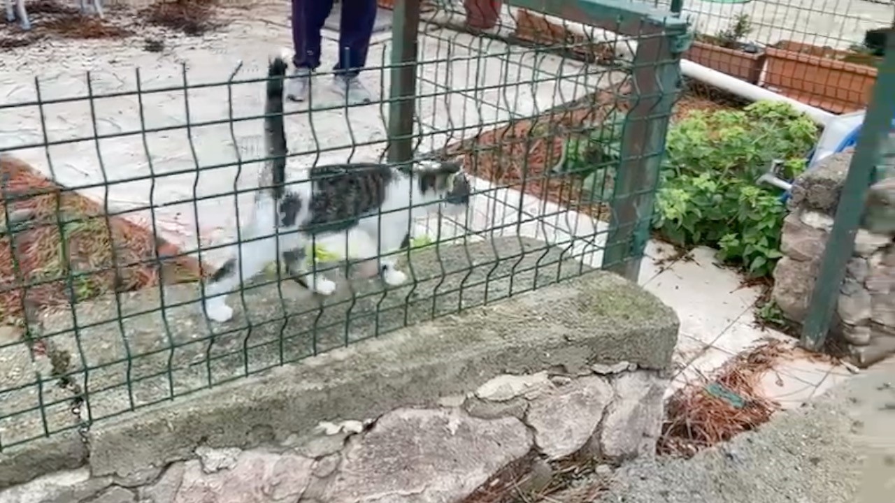Ağaçta mahsur kalan kediyi itfaiye kurtardı