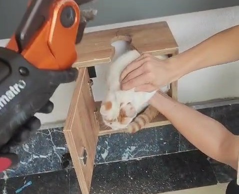 Malatya’da posta kutusuna sıkışan kedi kurtarıldı