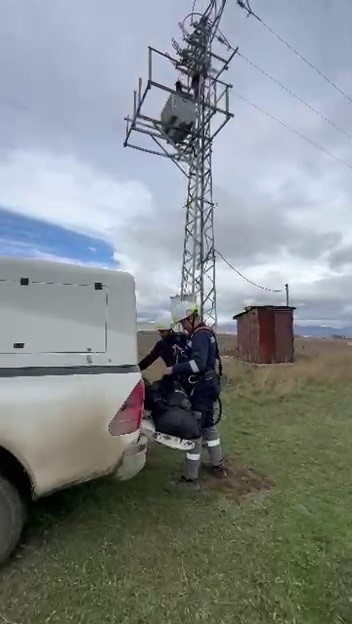 Erzurum’da elektrik direğine çıkan yavru bozayı akıma kapılarak telef oldu