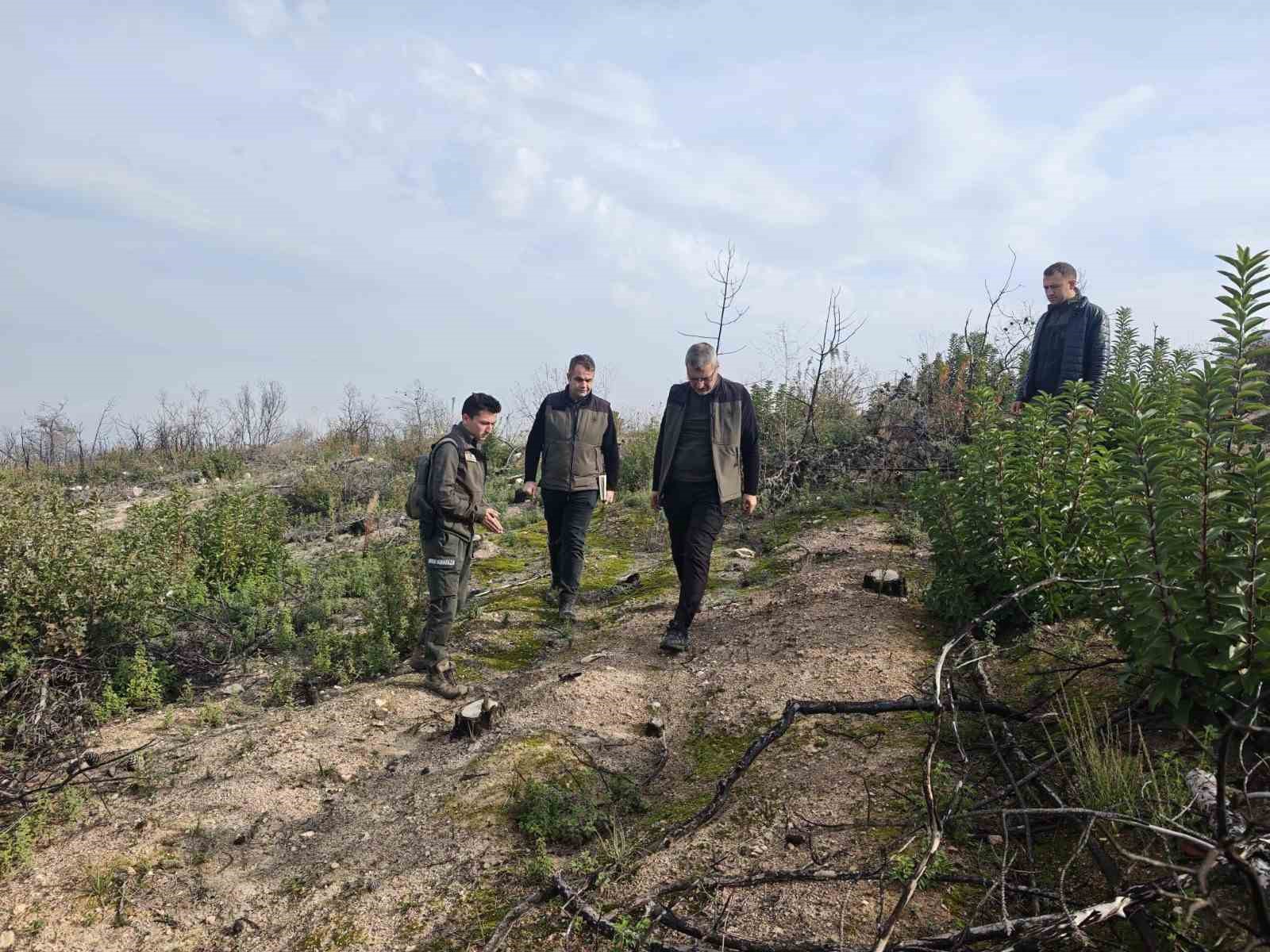Bilecik’te yangınla küle dönen alanlar yeniden yeşeriyor