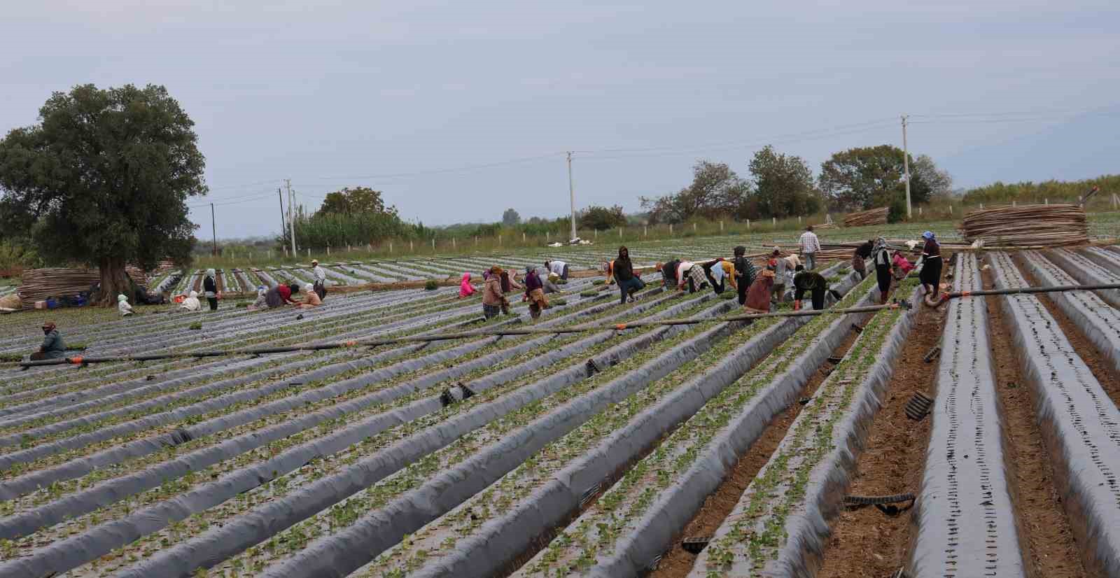 Aydın’da çilek üreticisi yeni sezon dikimlerine başladı