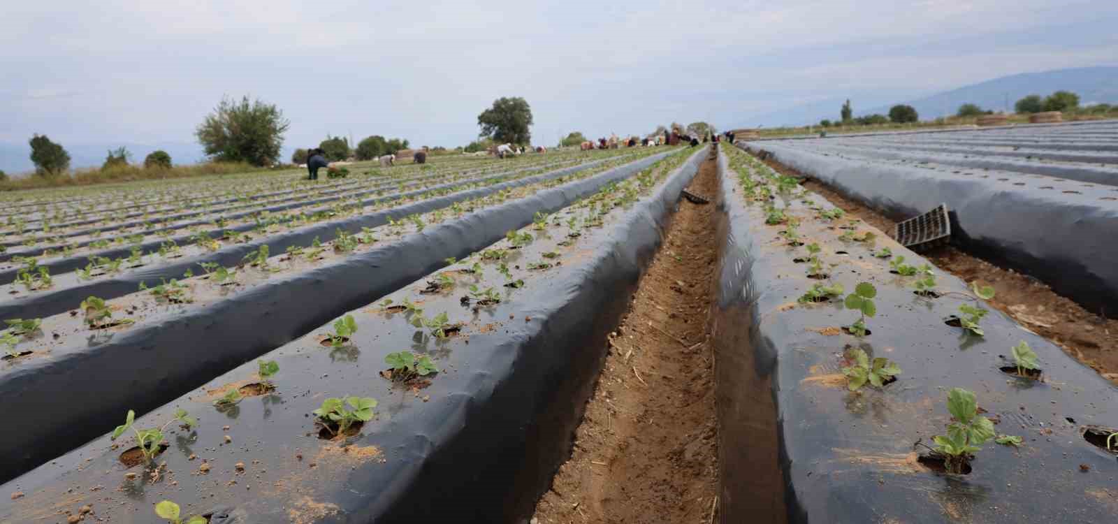 Aydın’da çilek üreticisi yeni sezon dikimlerine başladı