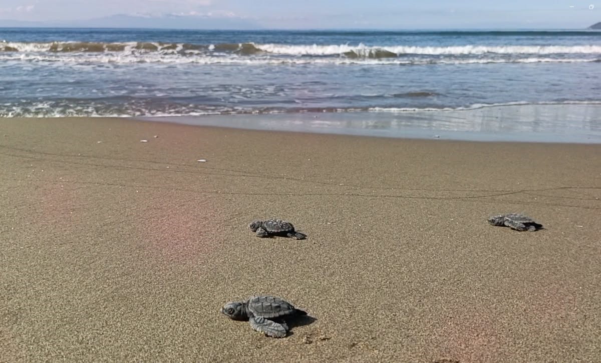 Aydın’da Caretta carettaların yavru çıkışları tamamlandı