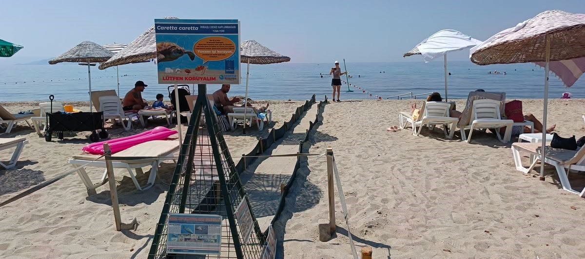 Aydın’da Caretta carettaların yavru çıkışları tamamlandı