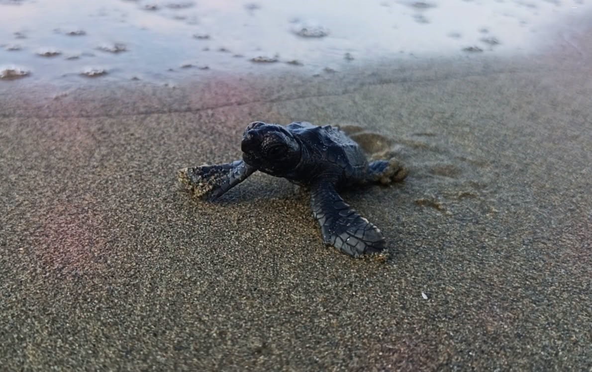 Aydın’da Caretta carettaların yavru çıkışları tamamlandı