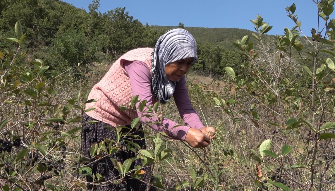 Osmaniye’de oğlunun tavsiyesiyle aronya yetiştirdi, reçelini 400 liradan satıyor