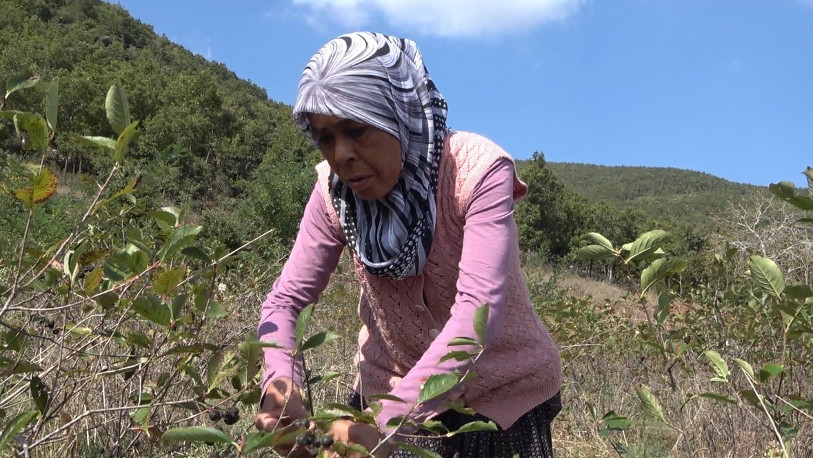 Osmaniye’de oğlunun tavsiyesiyle aronya yetiştirdi, reçelini 400 liradan satıyor