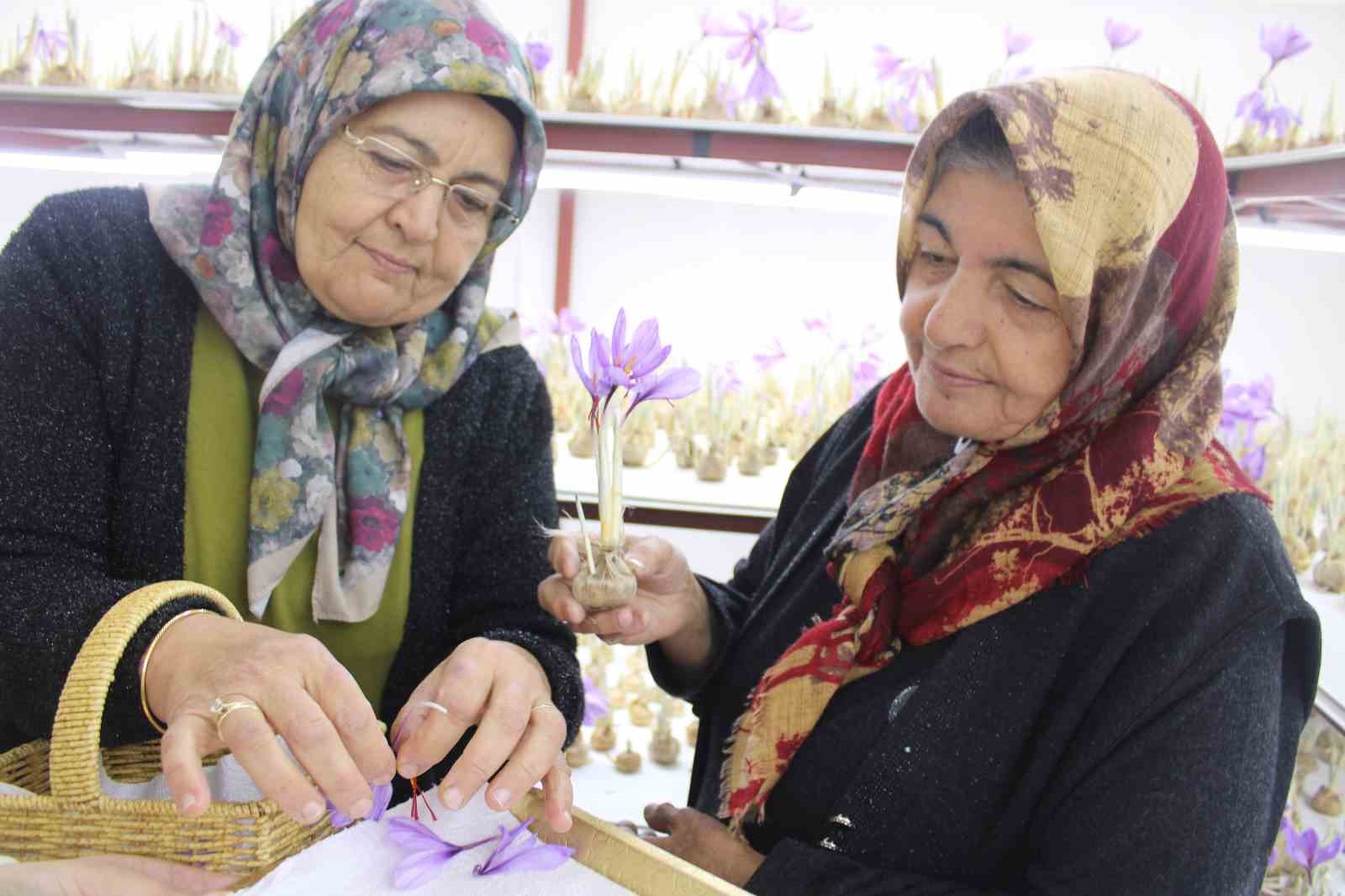 ’Kayseri’de olmaz’ denilen safranda ilk hasat yapıldı