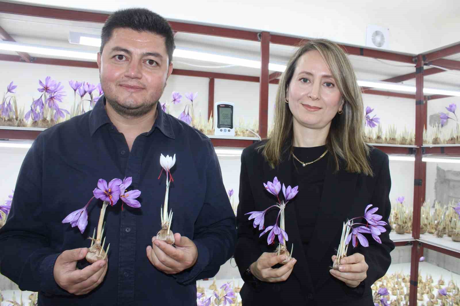 ’Kayseri’de olmaz’ denilen safranda ilk hasat yapıldı