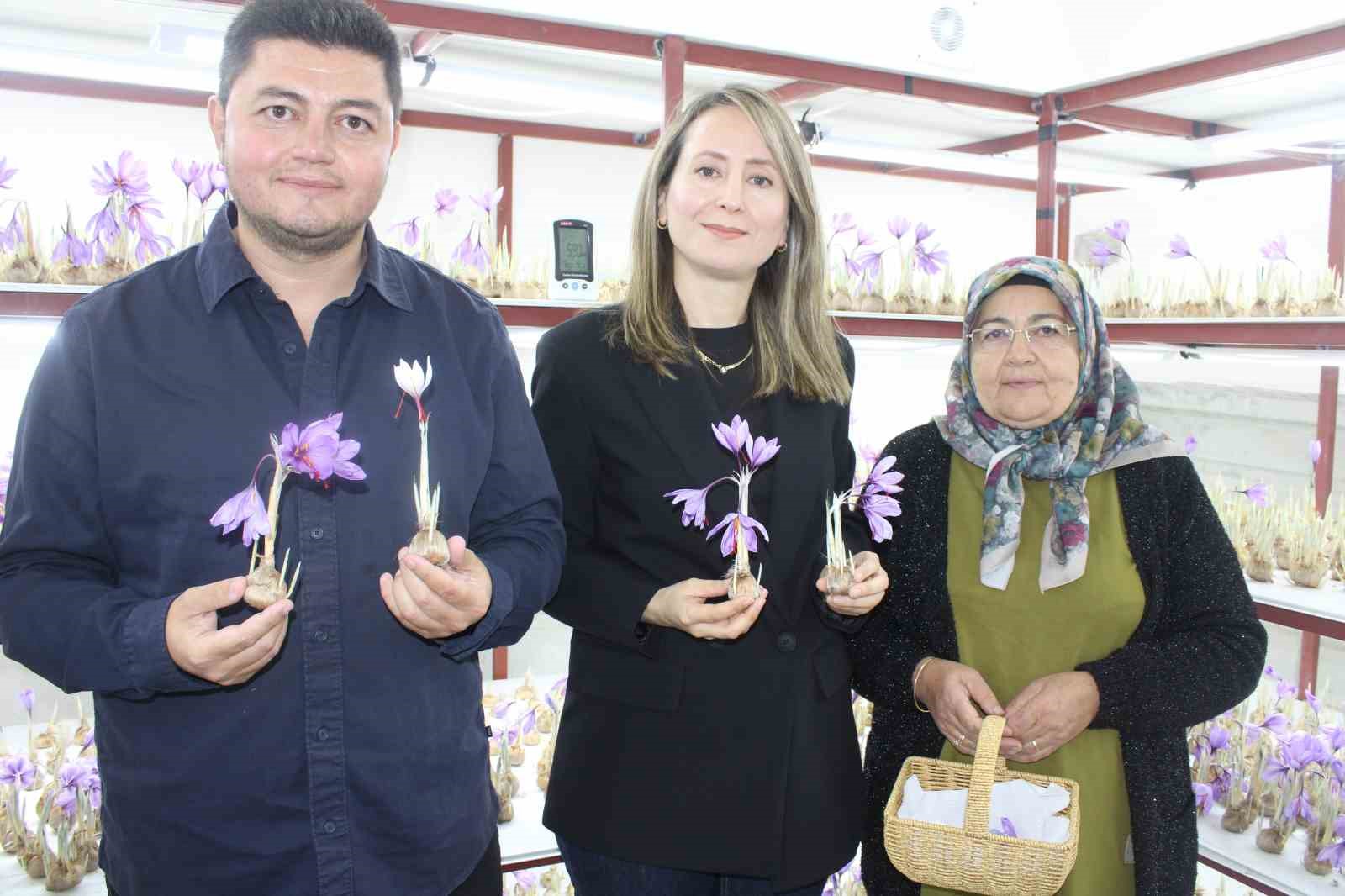 ’Kayseri’de olmaz’ denilen safranda ilk hasat yapıldı