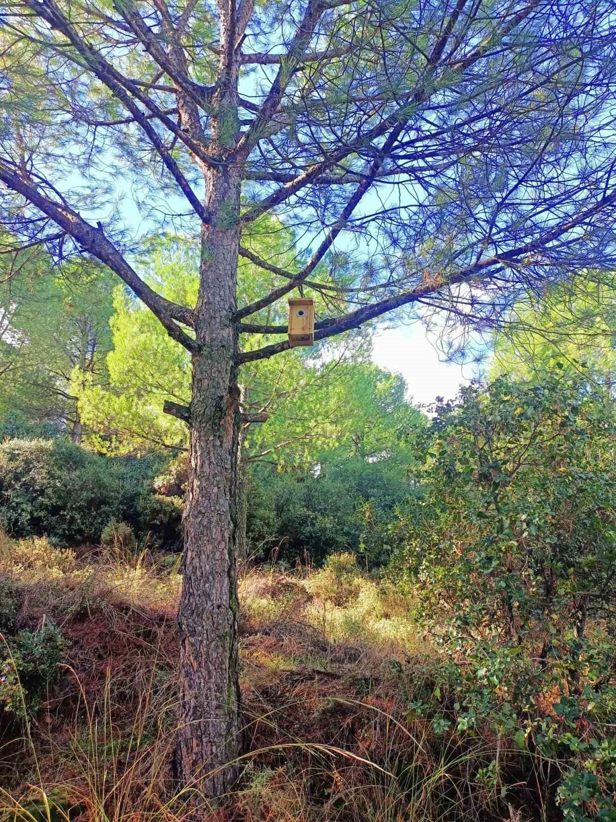 Sarıgöl ormanlarına 120 kuş yuvası asıldı