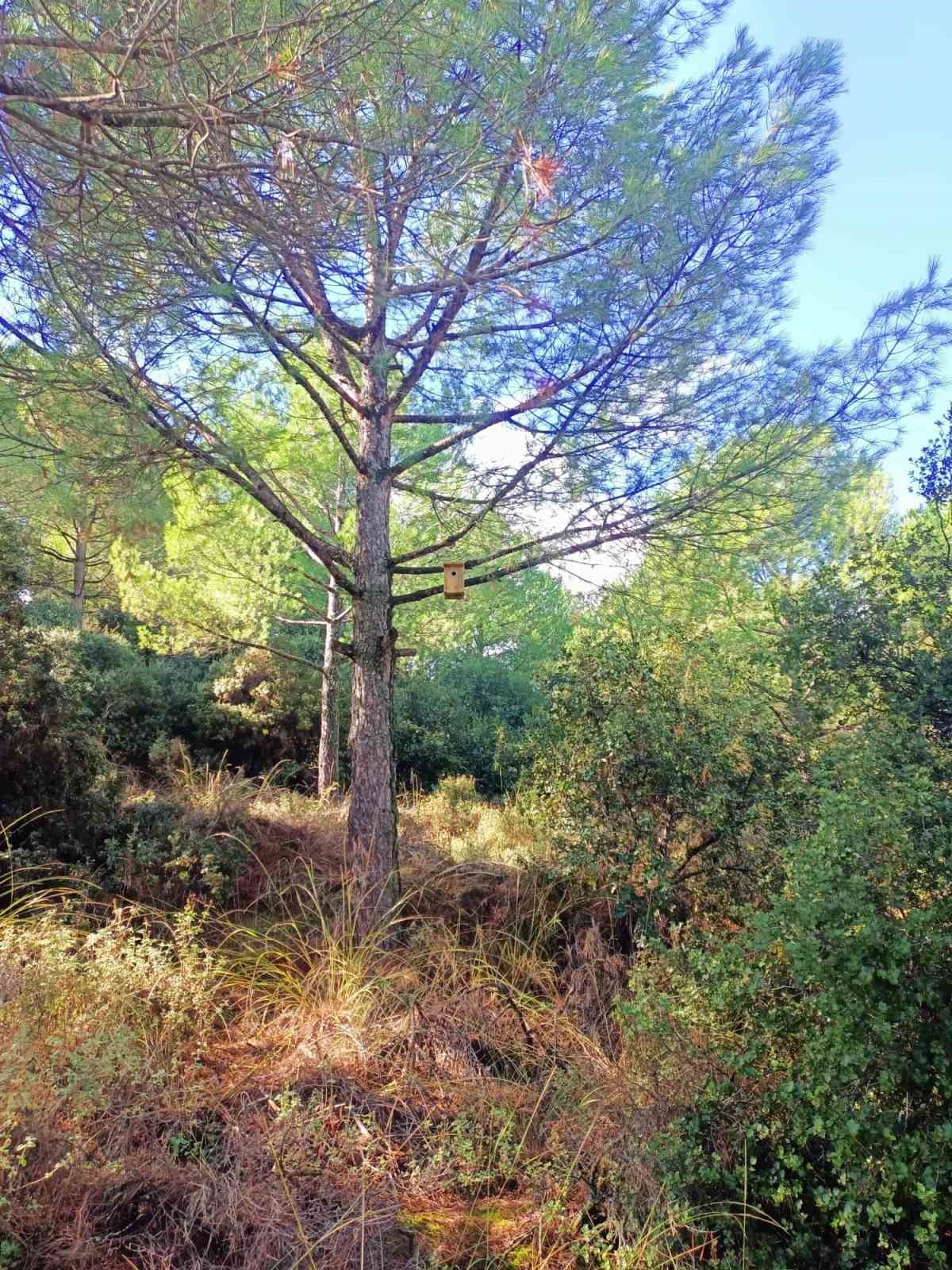Sarıgöl ormanlarına 120 kuş yuvası asıldı