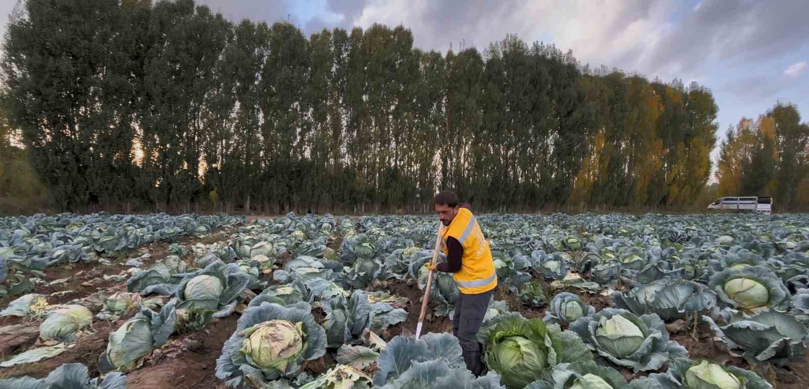 Erciş’te tescilli lahana hasadı başladı