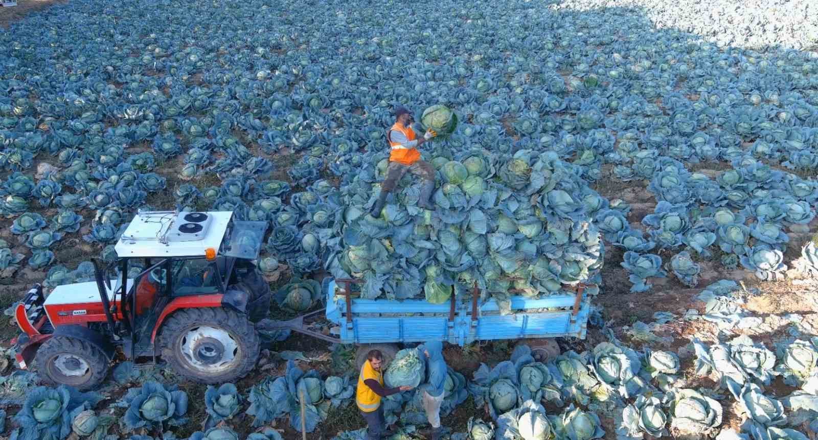 Erciş’te tescilli lahana hasadı başladı