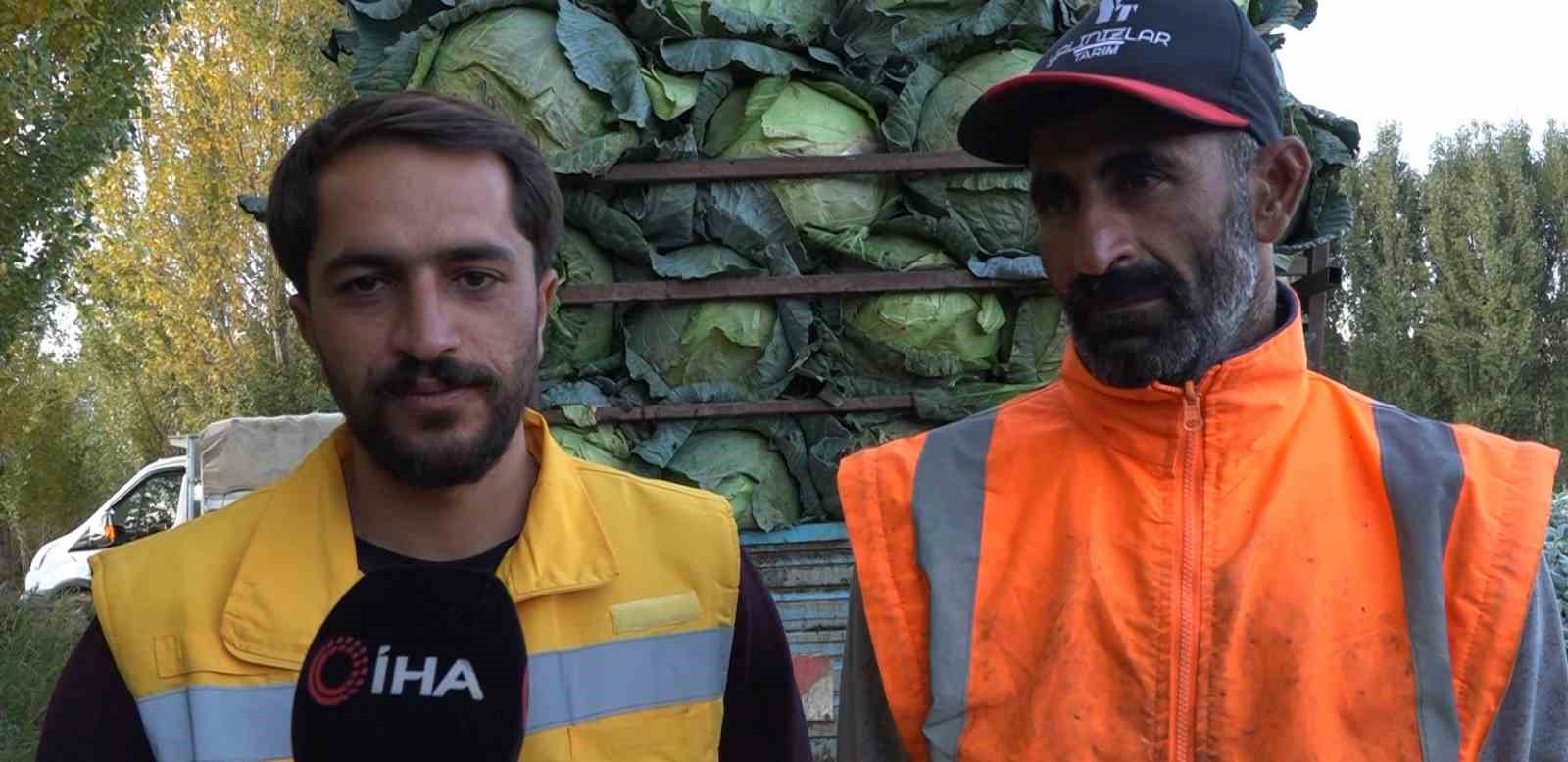 Erciş’te tescilli lahana hasadı başladı