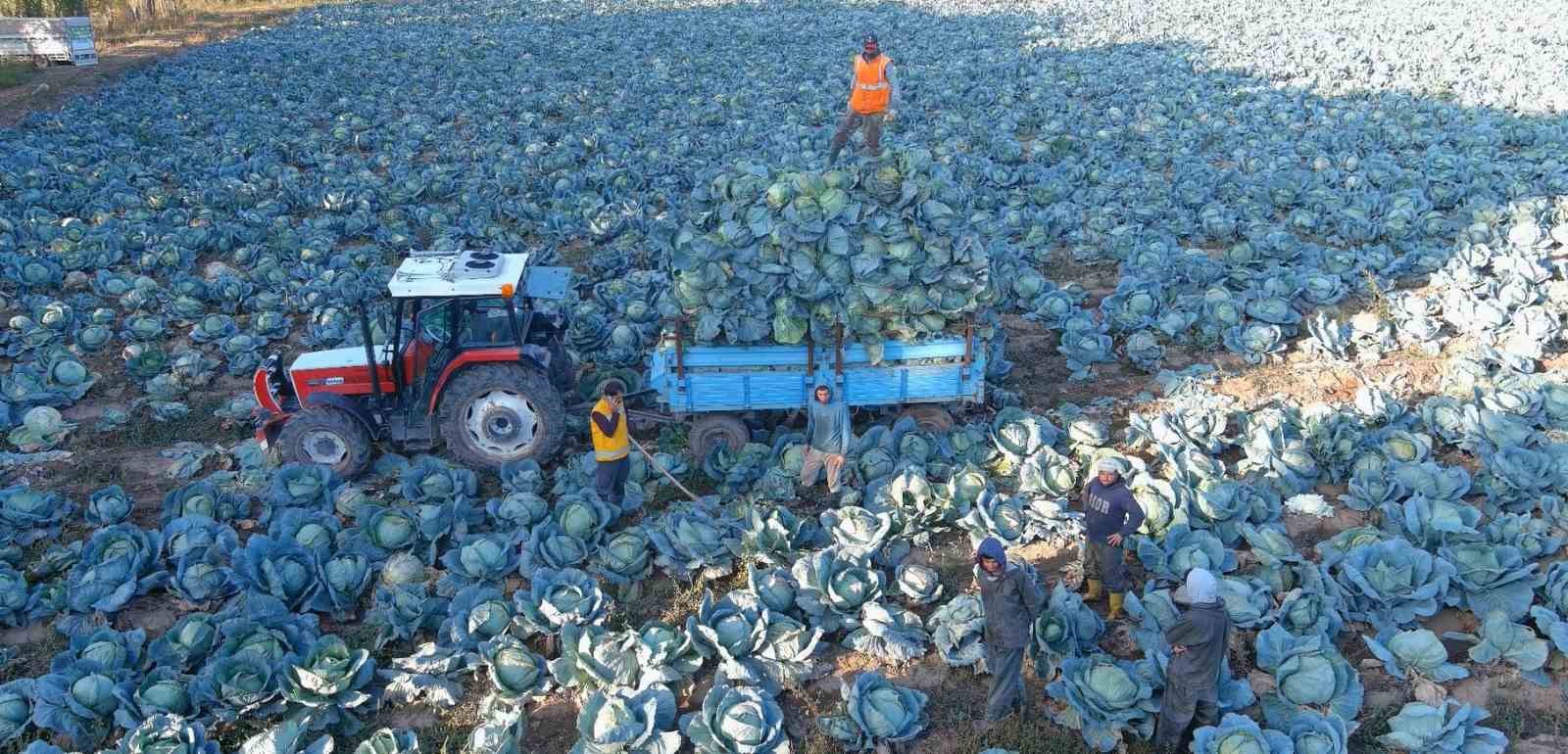 Erciş’te tescilli lahana hasadı başladı