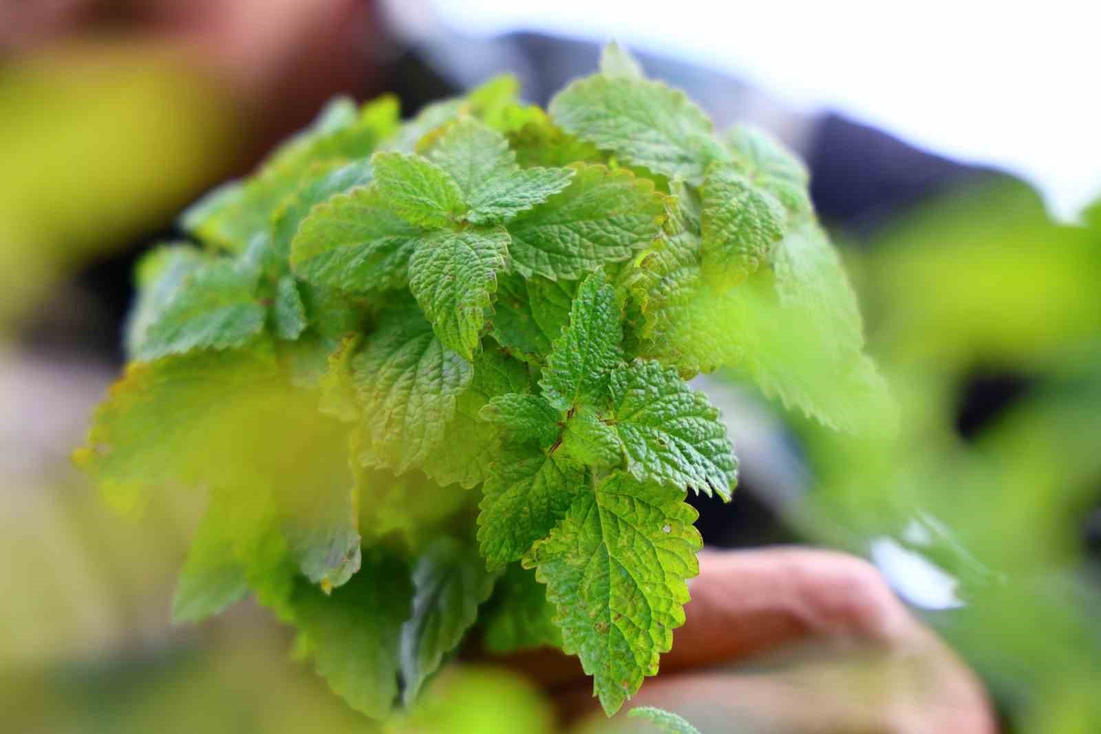 Beş dönümlük dağlık araziyi, tıbbi aromatik bitki bahçesine çevirdi
