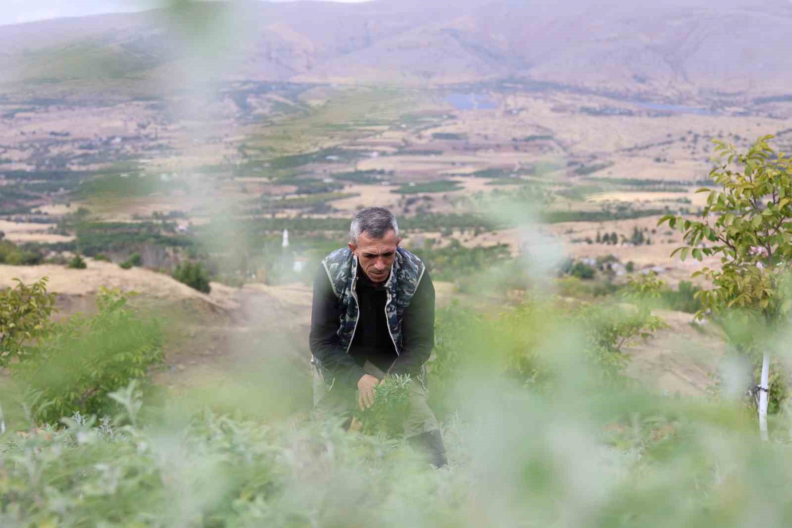 Beş dönümlük dağlık araziyi, tıbbi aromatik bitki bahçesine çevirdi