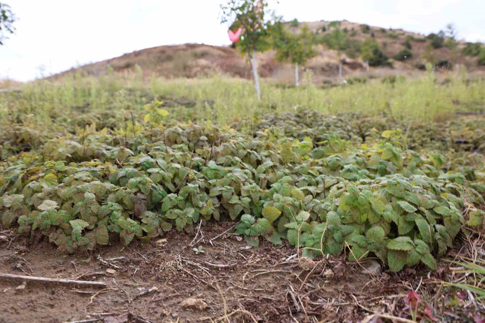 Beş dönümlük dağlık araziyi, tıbbi aromatik bitki bahçesine çevirdi