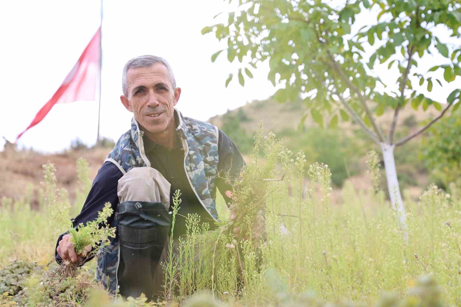 Beş dönümlük dağlık araziyi, tıbbi aromatik bitki bahçesine çevirdi
