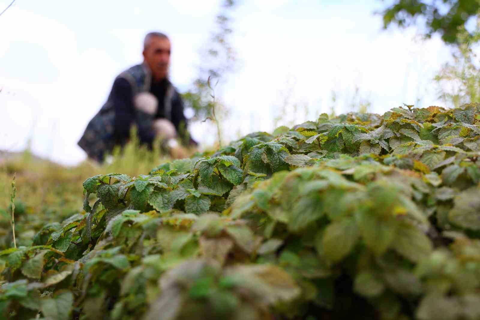Beş dönümlük dağlık araziyi, tıbbi aromatik bitki bahçesine çevirdi