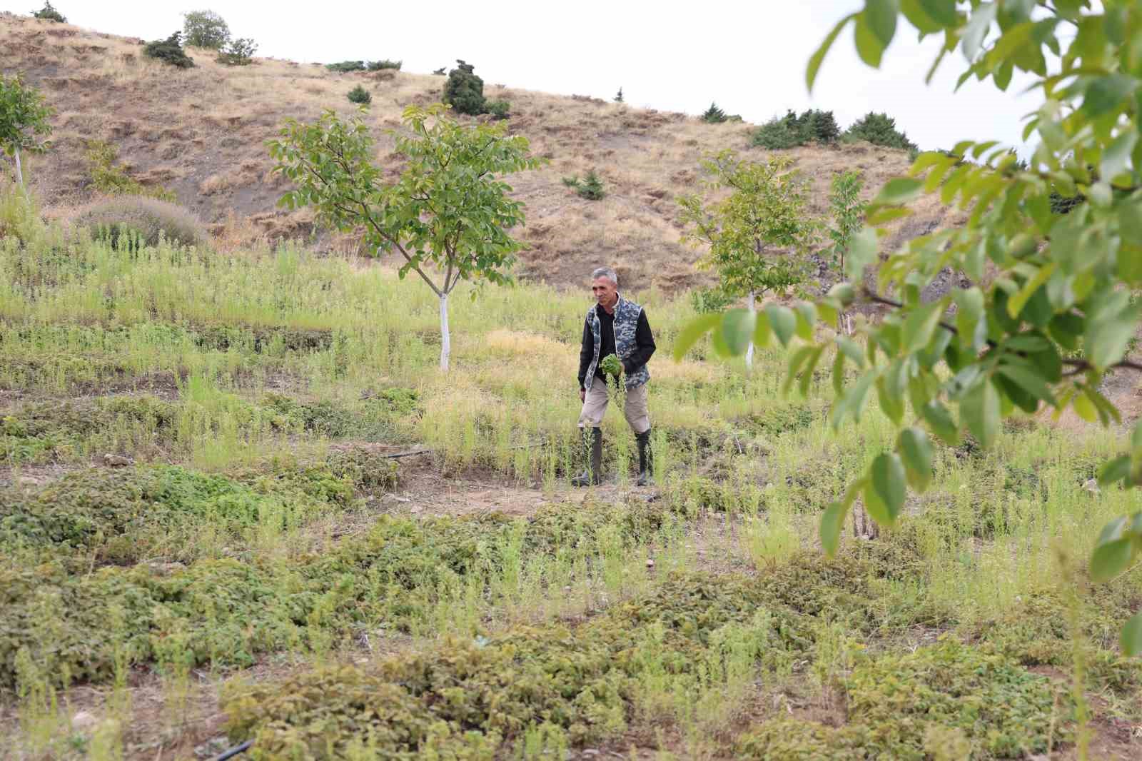 Beş dönümlük dağlık araziyi, tıbbi aromatik bitki bahçesine çevirdi