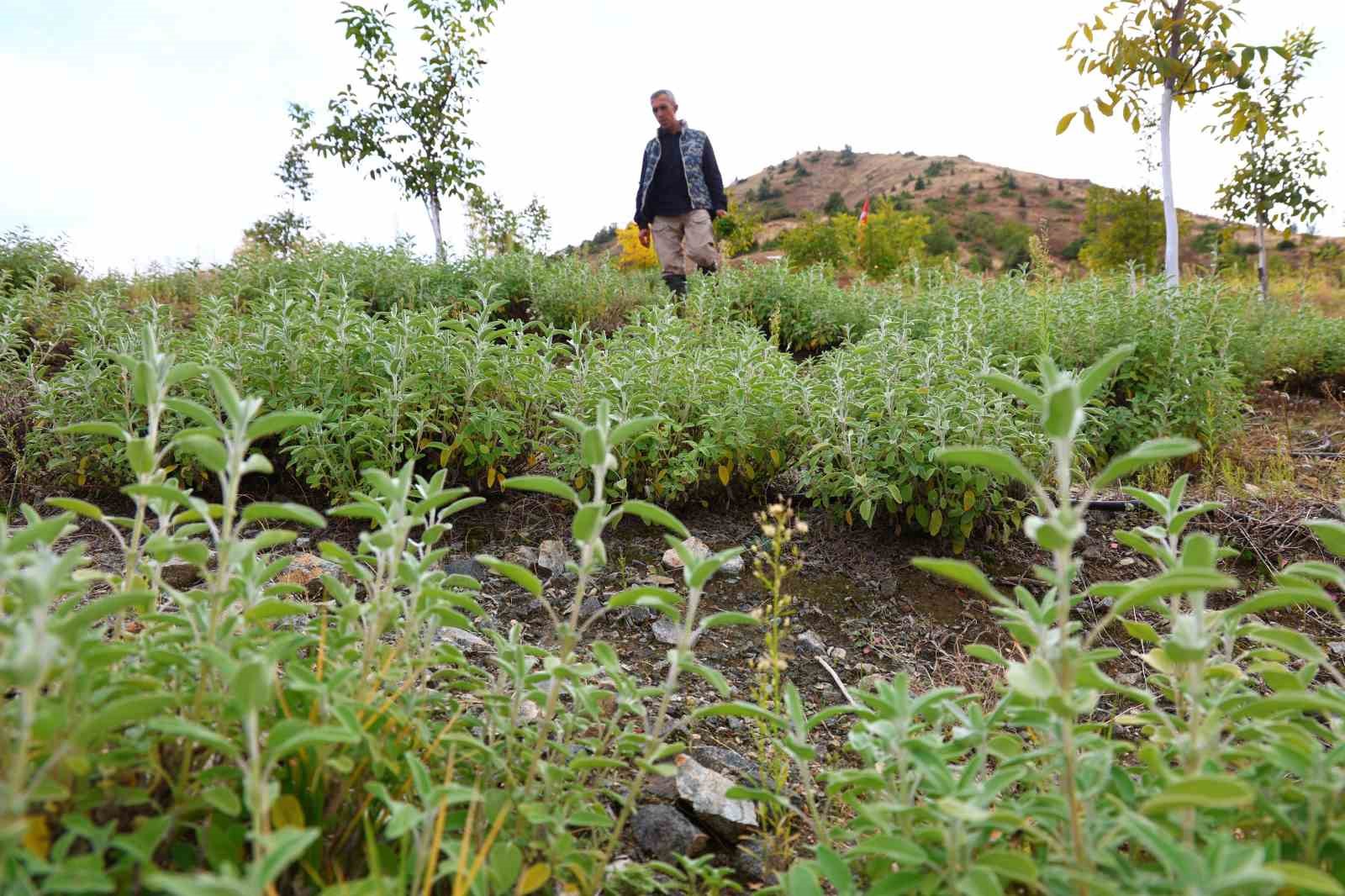 Beş dönümlük dağlık araziyi, tıbbi aromatik bitki bahçesine çevirdi