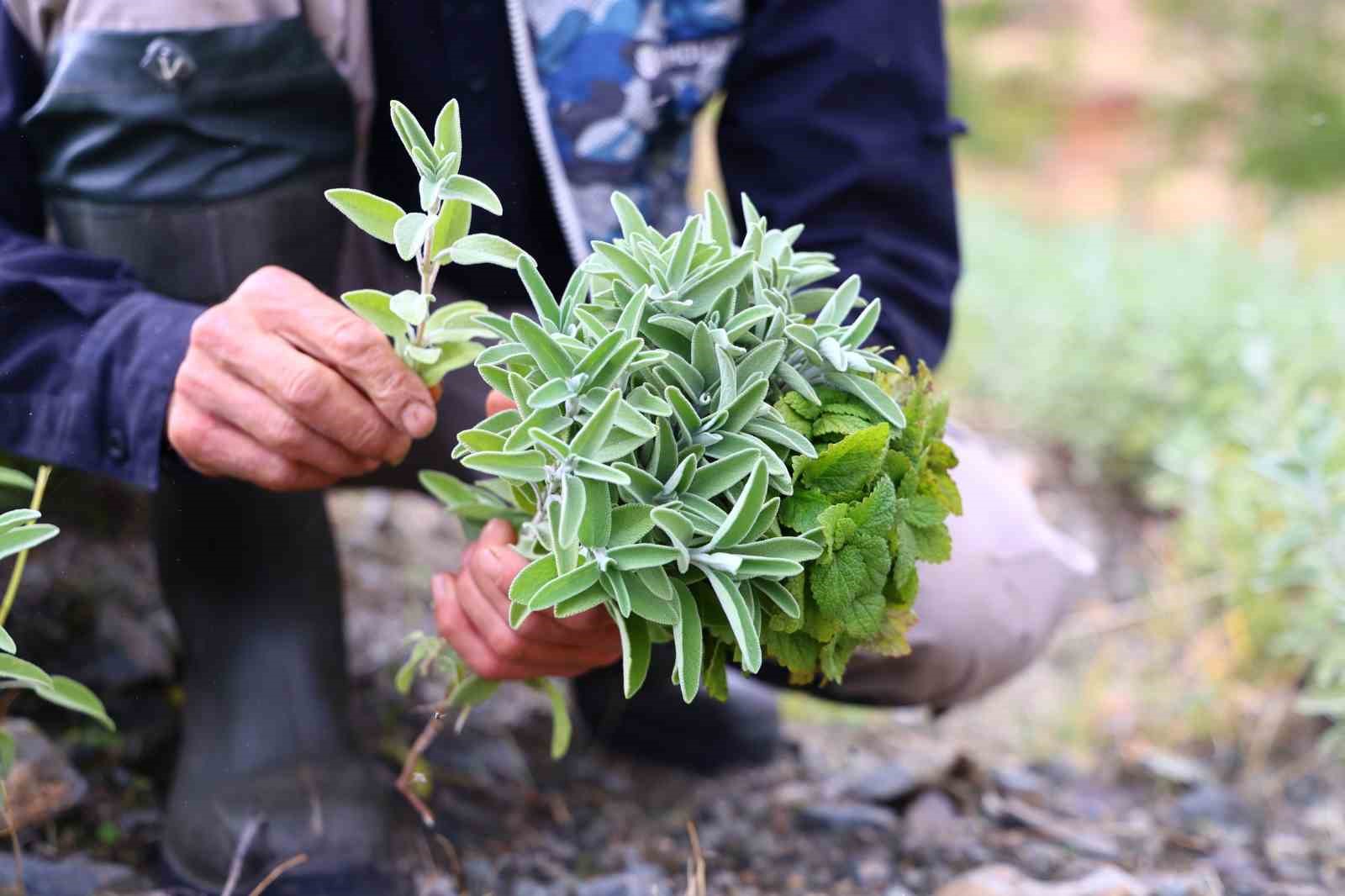 Beş dönümlük dağlık araziyi, tıbbi aromatik bitki bahçesine çevirdi