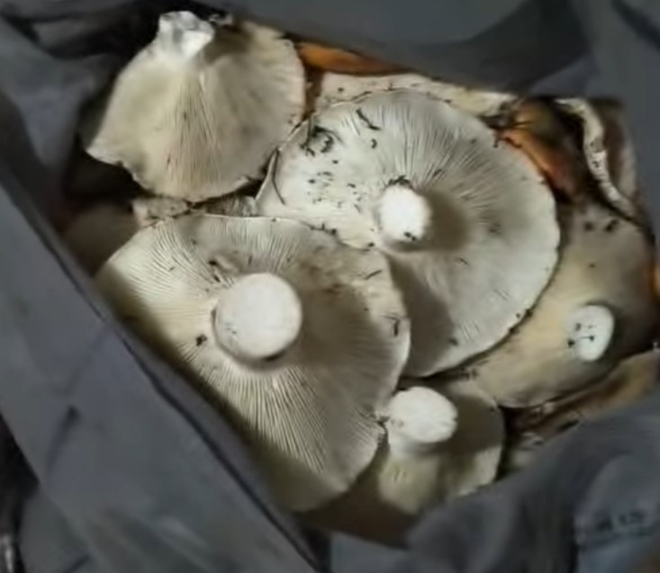 Andırın dağları mantarlarla doldu