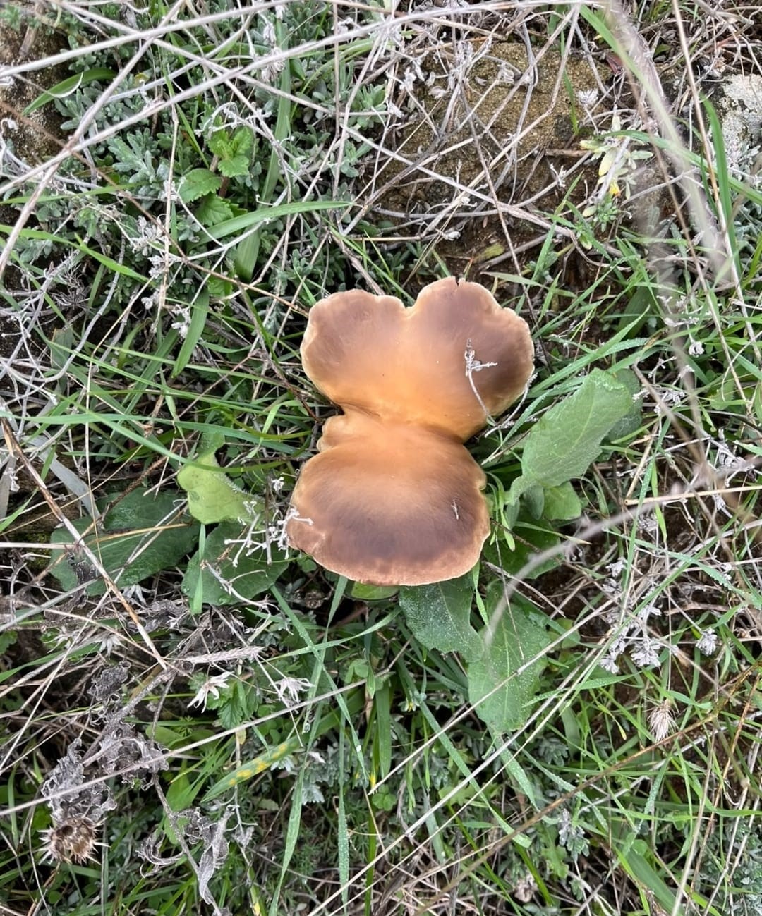 Andırın dağları mantarlarla doldu