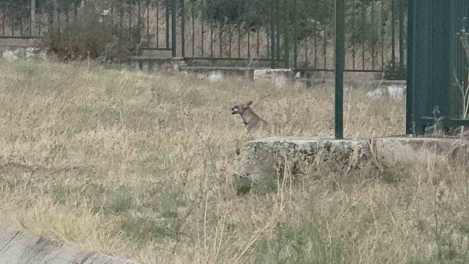 Hamzabeyli’de aç kalan tilkinin imdadına vatandaşlar yetişti