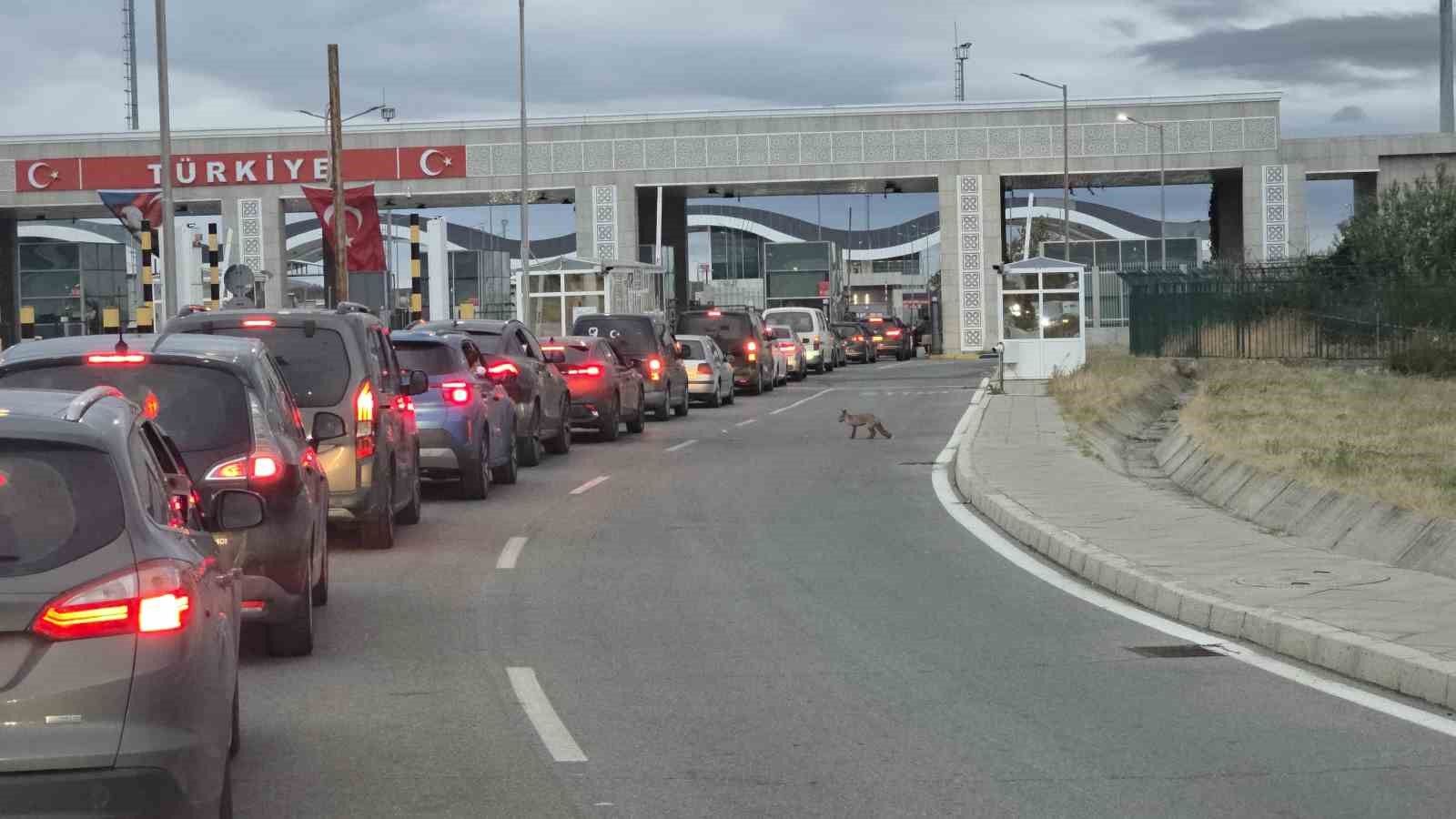 Hamzabeyli’de aç kalan tilkinin imdadına vatandaşlar yetişti
