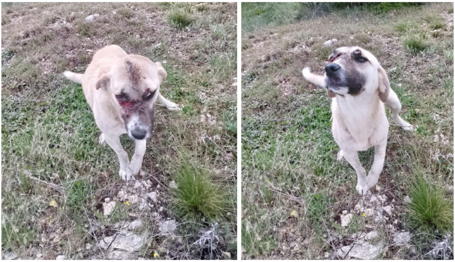 YARALI YAVRU KÖPEĞE BELEDİYE VETERİNER EKİBİ SAHİP ÇIKTI